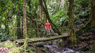 Visitor stands on a narrow wooden footbridge over a rocky stream amid vines and dense forest.