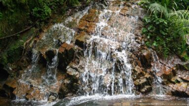 Small cascade fans over reddish-brown rock beneath ferns and forest vegetation.