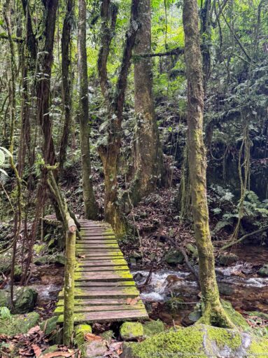Narrow wooden plank bridge crosses a shallow forest stream between mossy trees and dense vegetation.
