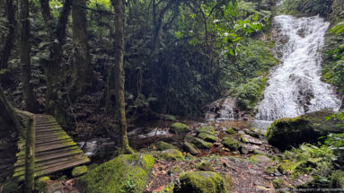 White forest cascade descends beside mossy rocks and a narrow wooden footbridge crossing the stream.