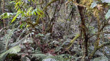 Dense forest interior with mossy trunks, ferns, vines, and overlapping green foliage.