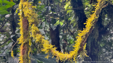Golden-green moss and epiphytic growth drape intersecting forest branches against a dark leafy background.