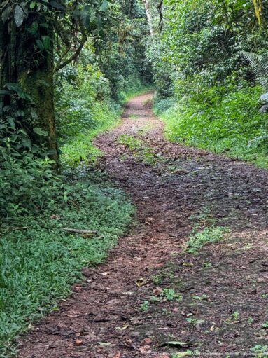 Damp rutted dirt trail curves through thick green groundcover in shaded forest.
