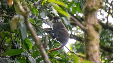 Side view of a red-tailed monkey perched among branches, with its long reddish tail curving downward.