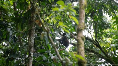 Small red-tailed monkey perches amid trunks, vines and dense foliage in a wide canopy view.