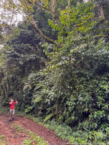 Person in a red shirt stands beside a curving dirt trail beneath dense forest vegetation.