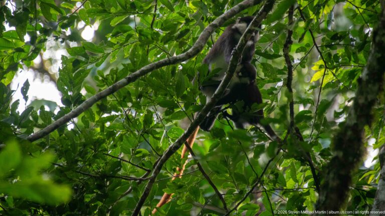 Red-tailed monkey is partly obscured high among intersecting branches and dense green leaves.