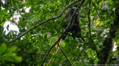 Red-tailed monkey is partly obscured high among intersecting branches and dense green leaves.