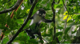Red-tailed monkey reaches toward a vertical stem while balanced among diagonal branches and leaves.