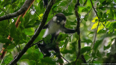 Red-tailed monkey reaches toward a vertical stem while balanced among diagonal branches and leaves.