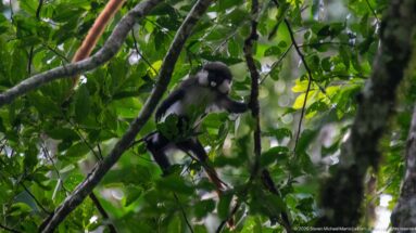 Red-tailed monkey grips a vertical vine while climbing among thin branches and green leaves.