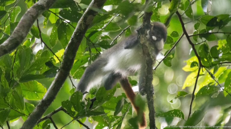 Red-tailed monkey holds a vertical stem beneath green leaves, its pale underside and reddish tail visible.