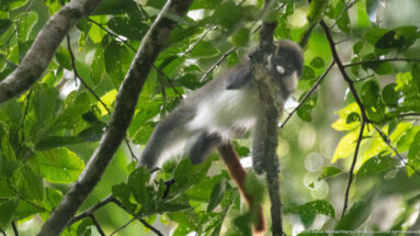 Red-tailed monkey holds a vertical stem beneath green leaves, its pale underside and reddish tail visible.