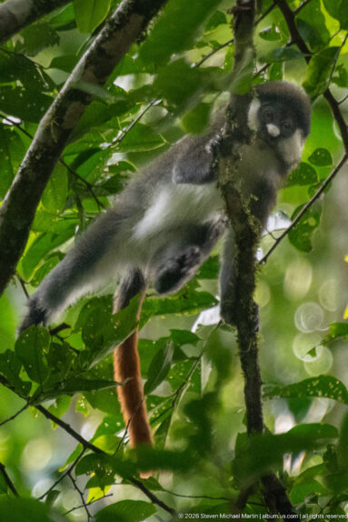 Red-tailed monkey stretches between branches in the canopy, with its long reddish tail hanging below.