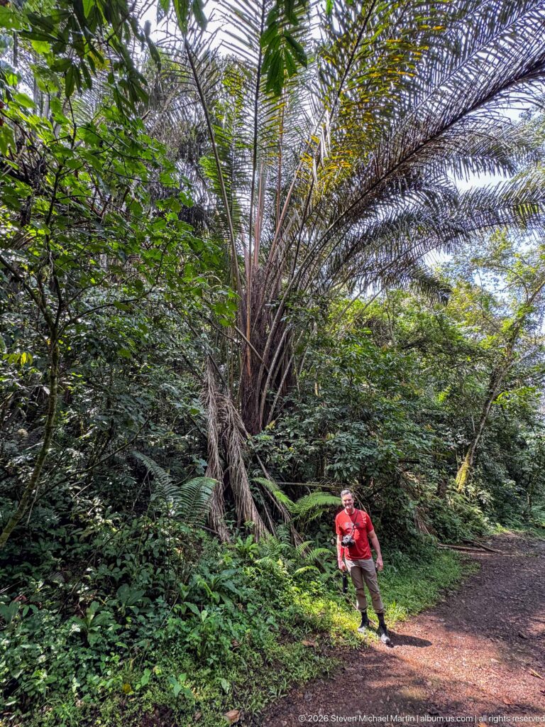Visitor standing beneath a large palm-like tree beside a forest path and dense green vegetation.