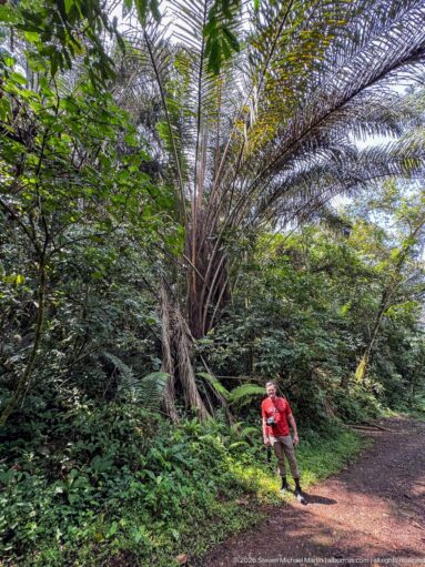 Visitor standing beneath a large palm-like tree beside a forest path and dense green vegetation.