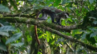 Two red-tailed monkeys move along a mossy branch, with reddish tails hanging through the foliage.