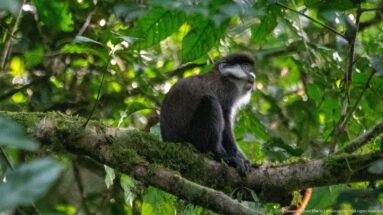 Seated red-tailed monkey with pale facial markings rests on a mossy branch against green foliage.