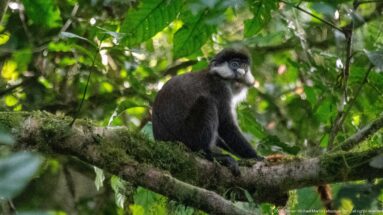 Red-tailed monkey sits upright on a mossy horizontal branch beneath broad green leaves.