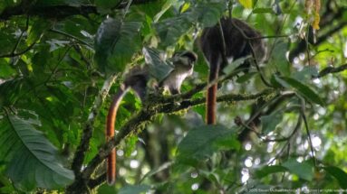 Two red-tailed monkeys occupy a mossy branch amid dense leaves, their reddish tails hanging downward.