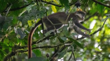 Red-tailed monkey reaches forward while moving along a mossy branch in dense foliage.