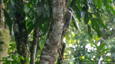 Red-tailed monkey clings to a tree trunk high in the leafy forest canopy.