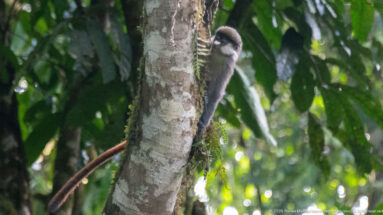 Red-tailed monkey peeks from behind a tree trunk, its reddish tail curving through green foliage.