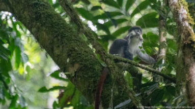 Red-tailed monkey sits on a mossy branch among dense green leaves, with its rusty tail hanging below.