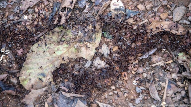 Small dark ants cluster around a pale fallen leaf among damp forest litter and pebbles.