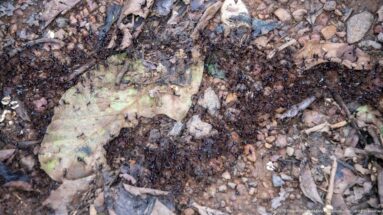 Small dark ants cluster around a pale fallen leaf among damp forest litter and pebbles.