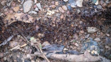 Dense dark ants cover damp soil, leaf litter, twigs and small stones on the forest floor.