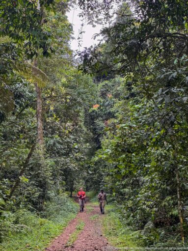 Two hikers walk along a reddish forest track surrounded by dense layered vegetation and tall trees.