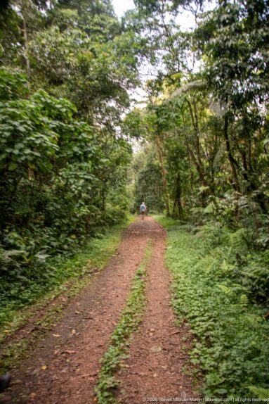 Wide reddish dirt track recedes through dense green forest toward a small distant walker.