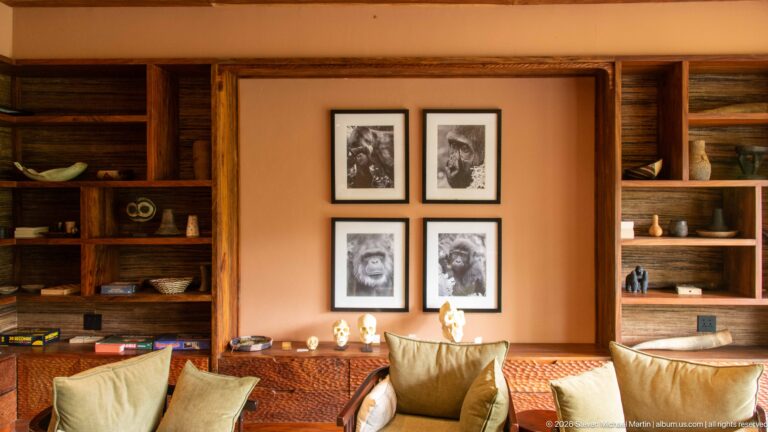 Four framed black-and-white primate portraits above small skull displays, flanked by wooden shelves and lounge chairs.