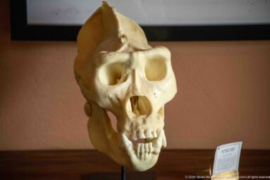 Pale primate skull model on a dark stand beside a small interpretive label against a warm-colored wall.