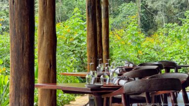 Dining table set with glasses and folded napkins on a covered timber terrace beside dense flowering forest vegetation.
