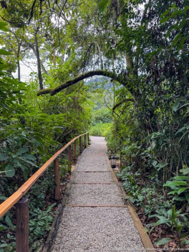 Broad gravel path under an arching leafy canopy, bordered by a wooden handrail and dense forest plants.