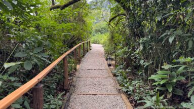 Narrow gravel walkway with wooden handrails passing through dense shaded tropical vegetation toward a bright opening.
