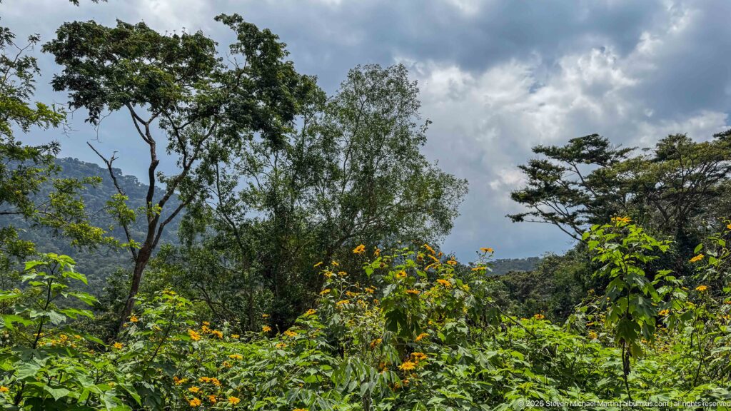 Dense trees and yellow-orange flowering shrubs below heavy clouds, with hazy forested hills in the distance.