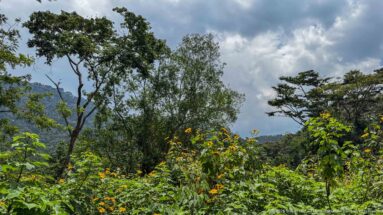 Dense trees and yellow-orange flowering shrubs below heavy clouds, with hazy forested hills in the distance.