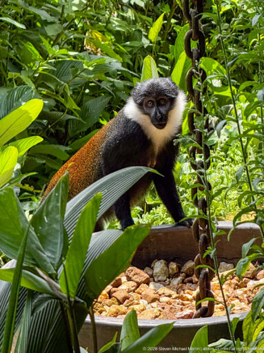 Dark monkey with white throat and chestnut back walking along a low edge amid dense broad-leaved vegetation.