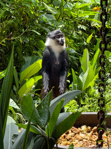Dark monkey with a white throat and cheek ruff standing among broad green leaves beside a hanging chain.