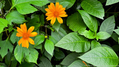 Two bright orange daisy-like flowers among large green leaves, some with small holes from insect feeding.