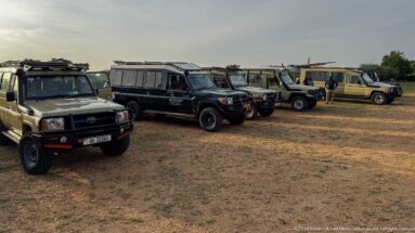 Several four-wheel-drive safari vehicles parked in a row on dry grass beside Kihihi airstrip.