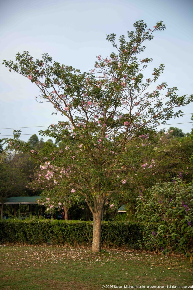 Broad spreading tree with scattered pale pink blossoms stands above a hedge and garden vegetation.