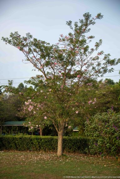 Broad spreading tree with scattered pale pink blossoms stands above a hedge and garden vegetation.