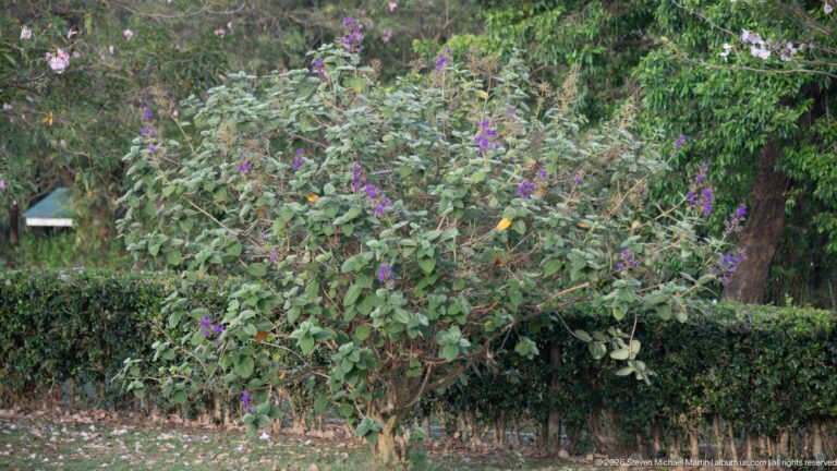 Loose green shrub with scattered purple blossoms rises behind a neatly clipped hedge under mature trees.