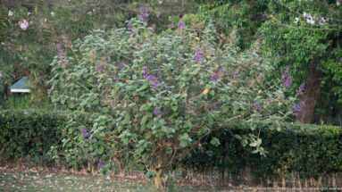 Loose green shrub with scattered purple blossoms rises behind a neatly clipped hedge under mature trees.