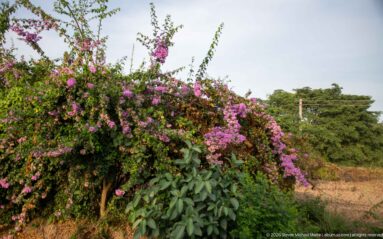 Large bougainvillea covered in magenta bracts grows above dense green foliage beside a dry roadside area.