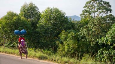 Woman walks beside a paved road carrying two blue-wrapped bundles on her head, with dense vegetation behind.